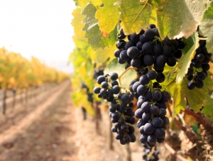 Наладить производство техники для виноградарства и виноделия, не строя предприятия, собираются российская и немецкая компании