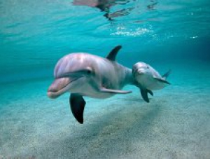 Украинские браконьеры истребляют дельфинов