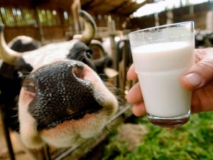 Крымское молоко лучше не станет