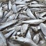Рыбу большую и малую ловят в море 260 крымских рыбодобывающих предприятия