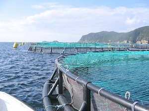 Технологии из Китая помогут собирать морской урожай