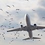 Симферопольский аэропорт, наконец, избавили от свалки, приманивавшей птиц