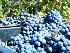 В Севастополе убрано более 70% винограда