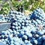 В Севастополе убрано более 70% винограда