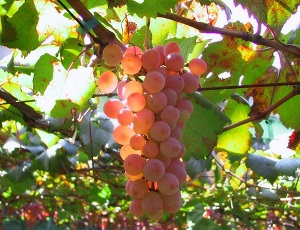 В Севастополе собрали более половины запланированного урожая винограда