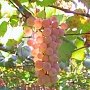 В Севастополе собрали более половины запланированного урожая винограда