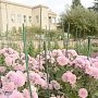 В Никитском ботаническом саду представят 26 новых сортов хризантем