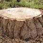 Керченская природоохранная прокуратура выявила незаконную вырубку леса