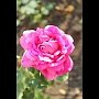 В Детском парке Симферополя высадили 200 кустов роз