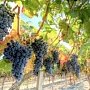 Крымское вино вытеснет заморское