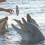 На телах погибших в Приморском океанариуме дельфинов не нашли повреждений