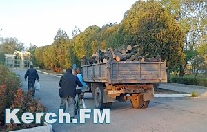 В Приморском паре Керчи продолжают вырубать деревья