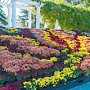 «Очей очарованье»: в Никитском ботаническом саду открыли Бал хризантем