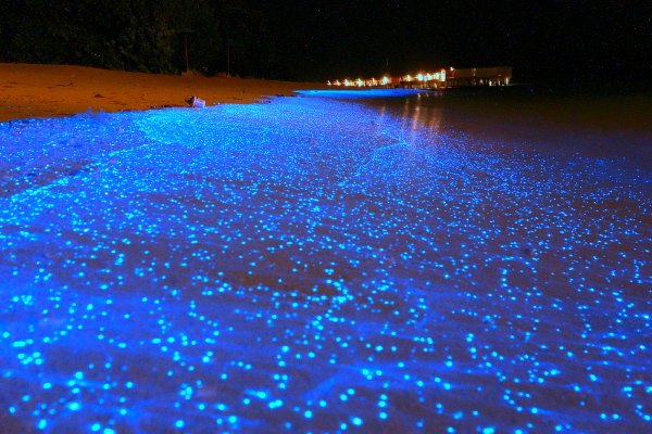 Светящиеся пляжи на Мальдивах