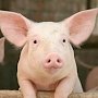 В Крыму минсельхоз насчитал почти 70 тыс свиней
