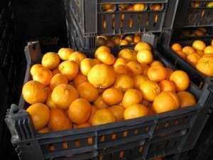 «Варяг» привез и Турции апельсины и мандарины