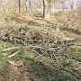 В Керчи из-за митинга приостановили вырубку деревьев в Комсомольском парке