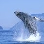 Такого ещё не было: Керченская паромная переправа перевозит китов