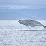 Керченская паромная переправа перевозит китов