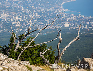 Браконьеры вырубили в Крыму деревьев на 18 млн рублей