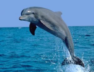 В Крыму рыбаки пытались продать краснокнижного дельфина – суд вынес приговор