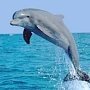 В Крыму рыбаки пытались продать краснокнижного дельфина – суд вынес приговор