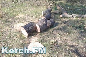 Прокуратора Керчи нашла нарушения при вырубке деревьев в Приморской парке