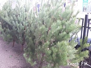 В Крыму будут продавать новогодние елки и сосны, завезенные с материковой части России