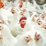 Возле Крыма вспыхнул птичий грипп