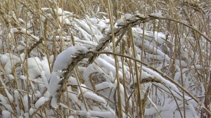 Крым в ноябре вывез 50 тысяч тонн зерна