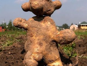 С полей Крыма могут пропасть картошка и овощи