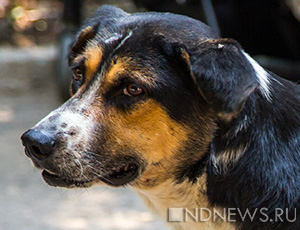В Севастополе началась массовая травля собак – гибнут и бродяги, и домашние питомцы