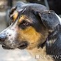 В Севастополе началась массовая травля собак – гибнут и бродяги, и домашние питомцы