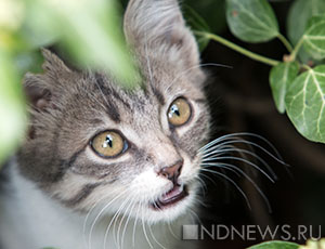 Симферопольцы в панике: на городском рынке продают котят с чумкой