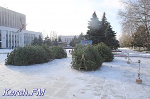 В Керчи в Аршинцево начали продавать елки
