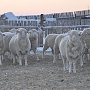 Владимир Поздняков попросил министра сельского хозяйства России поддержать забайкальское тонкорунное овцеводство