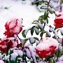 В Севастополе в мороз занялись озеленением: высаживают розы и подснежники