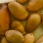 Юные ботаники Сыктывкара будут выращивать дубы из крымских желудей