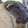 Импортозамещение по-крымски: заменим турецких овцеводов французскими