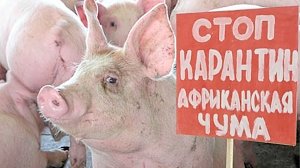 В Ленинском районе из-за вспышки АЧС вырезали почти 1 тысячу свиней