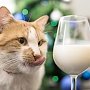 Кот Мостик готовится к новогоднему застолью. Самый популярный кот в Крыму выбирает черноморские деликатесы