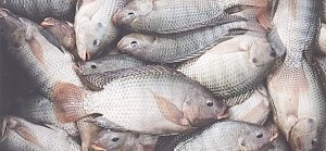 За год в чёрном и Азовском море крымские рыбаки добыли 56 тыс тонн рыбы