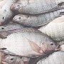 За год в чёрном и Азовском море крымские рыбаки добыли 56 тыс тонн рыбы