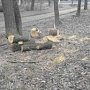 В Керчи возобновили вырубку деревьев около Приморского парка
