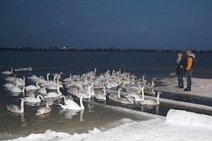 Операция МЧС России по спасению лебедей