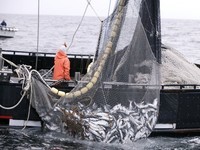 Объём добычи водных биоресурсов в 2016 году увеличился на треть — Минсельхоз РК