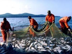 Объём добычи водных биоресурсов в Крыму в 2016 году увеличился на треть — Минсельхоз РК