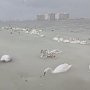В министерстве экологии призвали крымчан подкармливать лебедей, зимующих на полуострове
