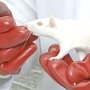 Учёные КФУ проверили «вейпинг» на крысах