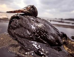 В Крыму выявили 19 экологически опасных нефтяных скважины